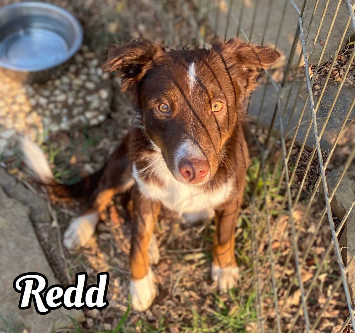 Redd